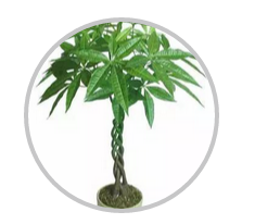 綠植搭配也有講究！
